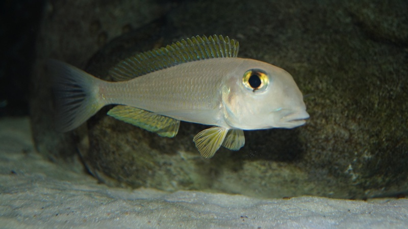 Xenotilapia boulengeri 'Kigoma'